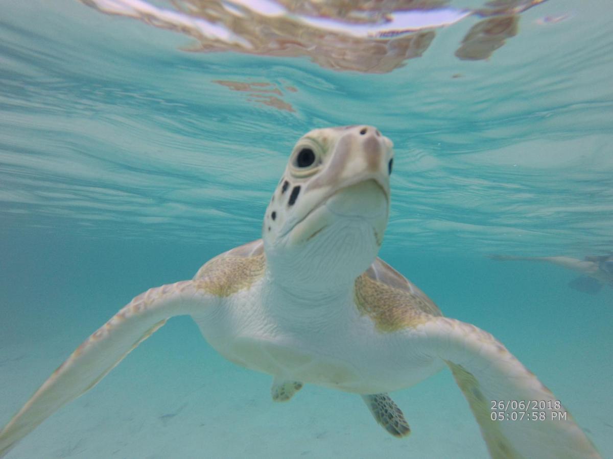 ジョージ・タウンTurtles Nest Bahamasアパートメント エクステリア 写真